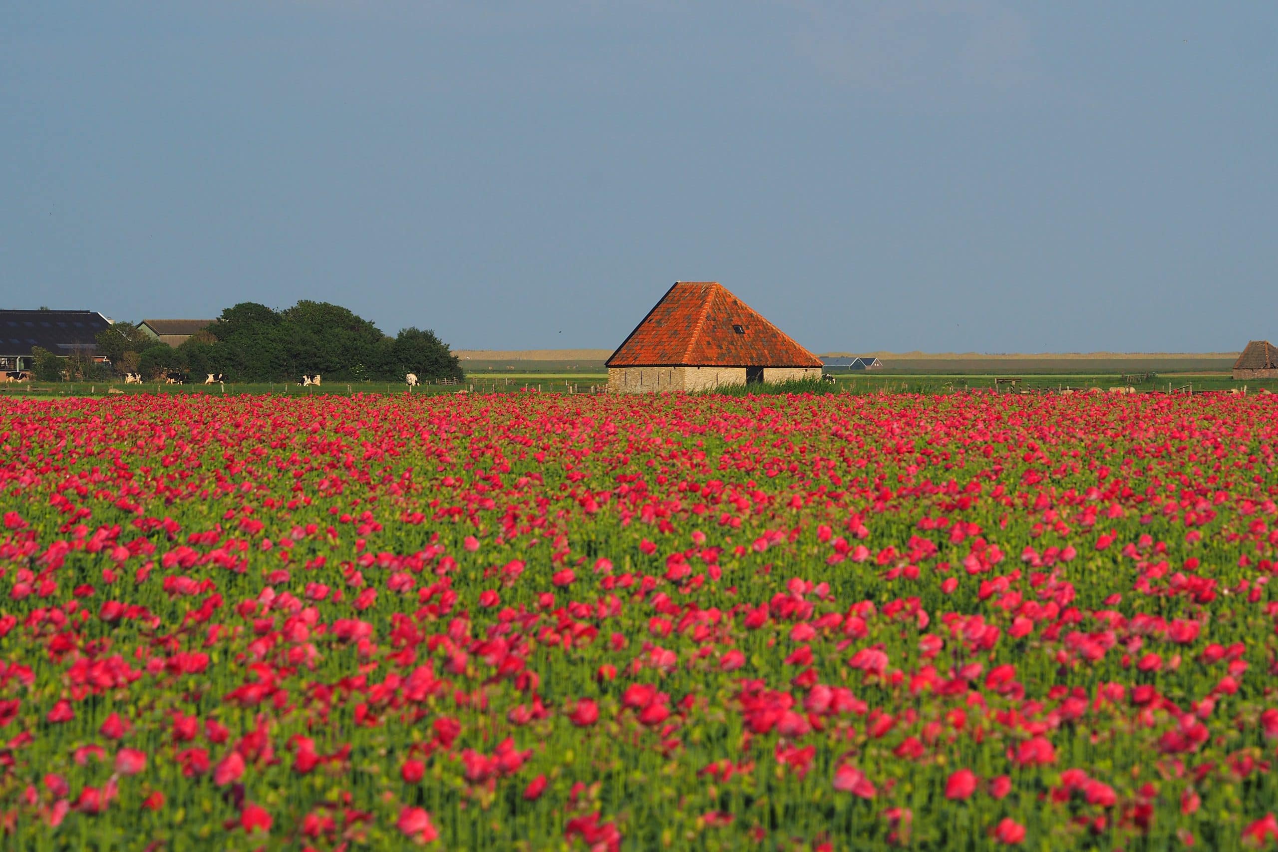 Foto van een veld met bloeiende tulpen