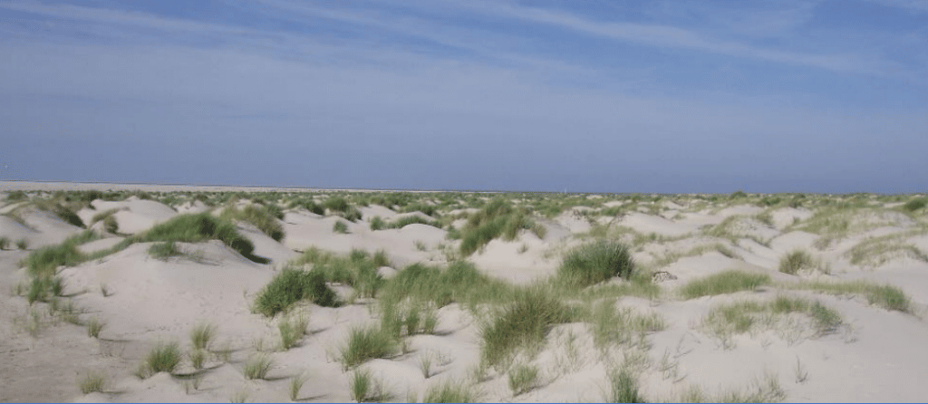 Foto van zandduinen met groen helmgras bij de kust